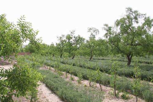 酸枣直播建园枣树宽行密植种植技术
