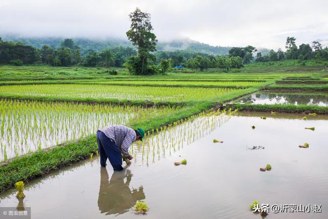 你知道大米是怎么种植的吗？？