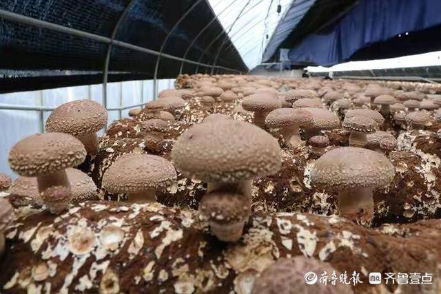 平度：建起智慧化大棚种香菇，300多名村民家门口就业