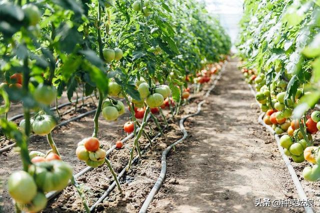 春季种番茄，怎么种出草莓番茄、铁皮番茄，是不是水肥越少越好？