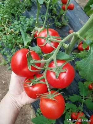 番茄种子怎么种植(手把手教你种西红柿，在土壤插根枝条，7天生根，蹭蹭长出红果子)