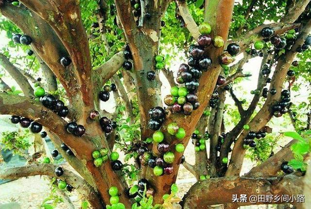 如何种植嘉宝果树的方法
