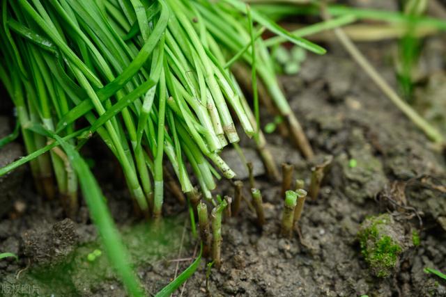 韭菜冬季养根，不是简单的遮盖御寒，这7项养护内容也需面面俱到