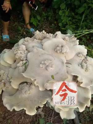 金福菇种植视频(柳州惊现巨型野生蘑菇，直径超1米灵魂拷问：它可以吃吗？)
