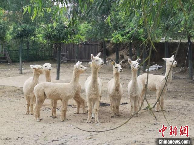 中国北方小山村的“羊驼经”