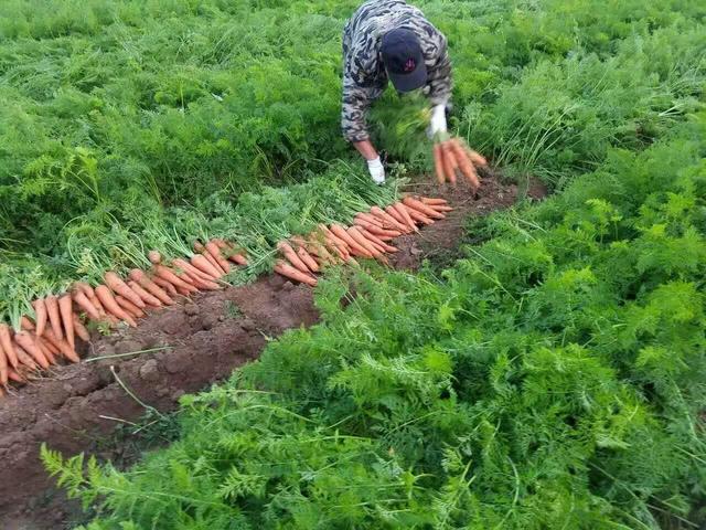 秋天种植胡萝卜，播种前注意这4点，胡萝卜高产很容易