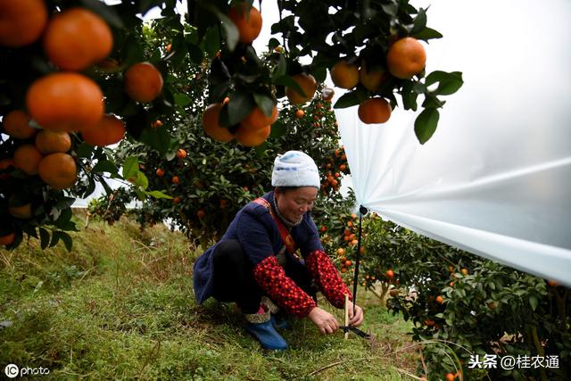 广西梧州：昔日岭南荔枝的主产地，如今广西砂糖橘发源地