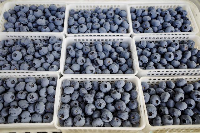 宝山上柴蓝莓基地，蓝宝石般的蓝莓果饱满芬芳，轻轻一咬味蕾盛放