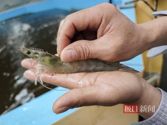 探访湖北省最大“海鲜陆养”基地，全年滚动式产虾，保证市民餐桌一年四季有海虾吃