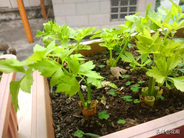 阳台种芹菜盆栽，注意这个小技巧，一年四季吃不断