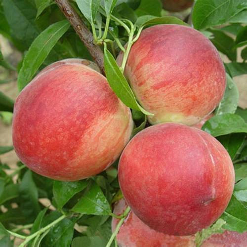 桃树品种介绍之三——中华寿桃
