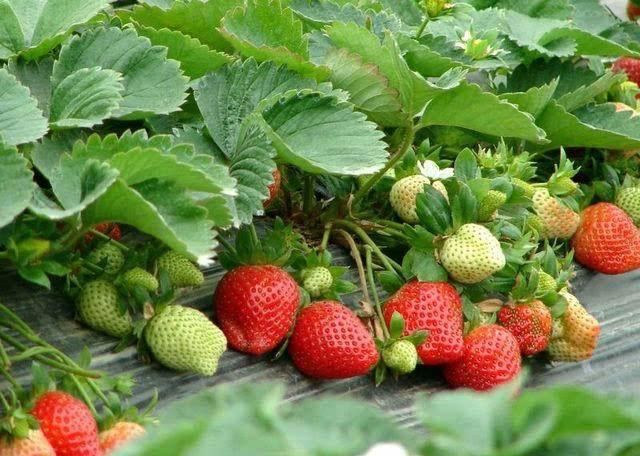 冬季南方塑料大棚草莓种植，掌握这12项，草莓产量高经济效益好