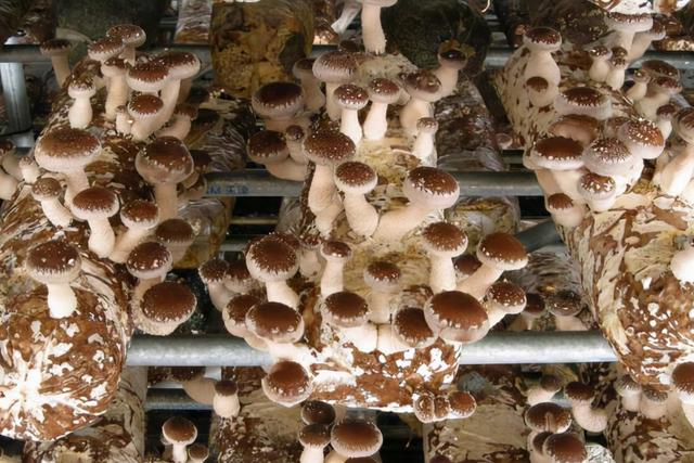 香菇种植成本和产出效益分析