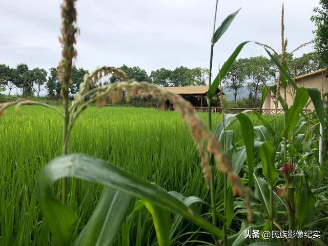 水稻之母：中国碗 要牢牢装满中国粮