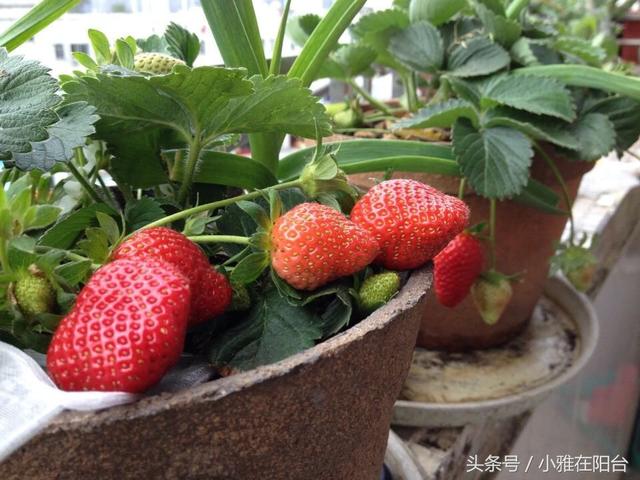 天冷种盆栽草莓，一个简单的好方法，春天提前猛结果