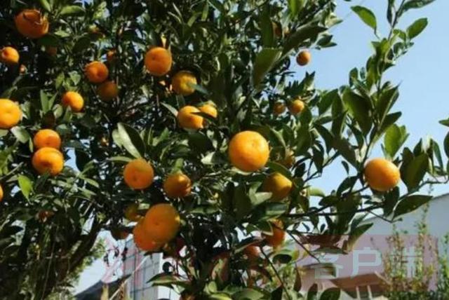 这个村，种植柑橘树有近300年历史，小小柑橘成为乡村振兴“金钱果”
