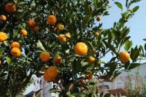 河南橘子种植(这个村，种植柑橘树有近300年历史，小小柑橘成为乡村振兴“金钱果”)