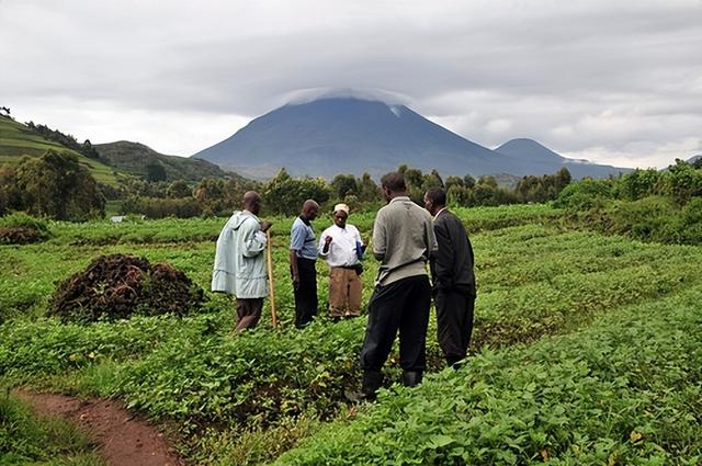 解决乌干达农业障碍，有机土壤改良剂提升土壤肥力的方法
