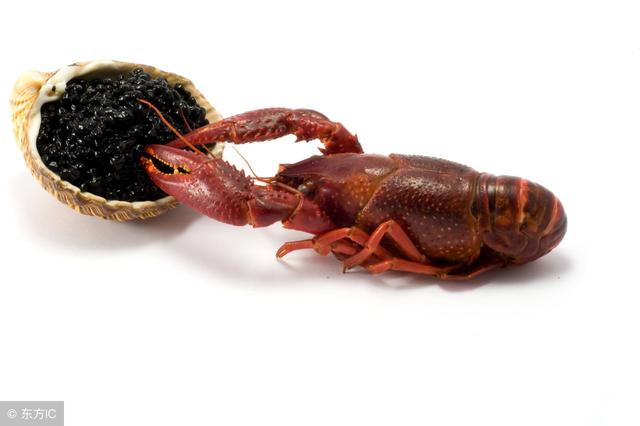高效养殖小龙虾——小龙虾快速生长离不开这几种饲料