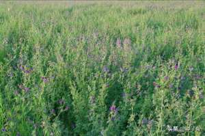 内蒙古牧草种植(东北耐寒牧草，耐寒-40度，“牧草之王”紫花苜蓿，收割加工流程)