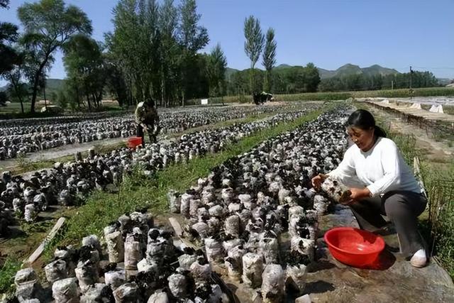 中国食用菌之乡平泉打造产业“航母”，菌农靠种香菇圆满了致富梦