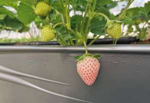 阳台种植草莓方法(阳台如何种植草莓？教你3招，盆盆都果实累累、体验收获的乐趣)