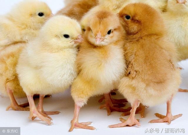 鸡群免疫做好这4点，预防疾病见效果！养鸡赚钱不发愁！