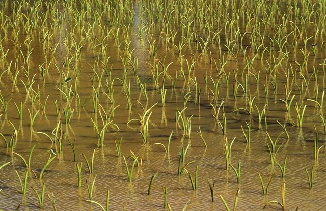 荔浦芋旱地栽培技术，及田间管理关键要点
