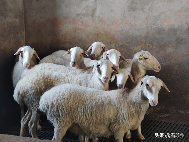 吴江6家湖羊养殖企业通过市级验收