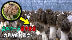 羊肚菌人工种植图片(投入一万赚两万，1200元一斤的菌中贵族，为啥种的人很少？)