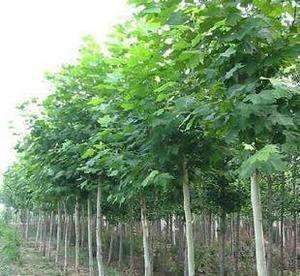 棕树苗种植方法(悬铃木优质种植技术，加强科学有效适宜措施，做好这些成活率提高)