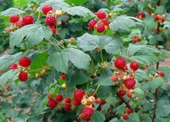 树莓的种植方法