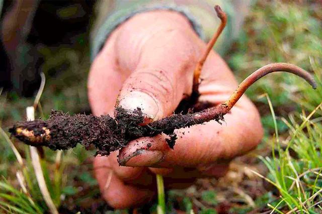 小小家蚕养出优质虫草，技术看着简单操作难，手把手教你养虫草
