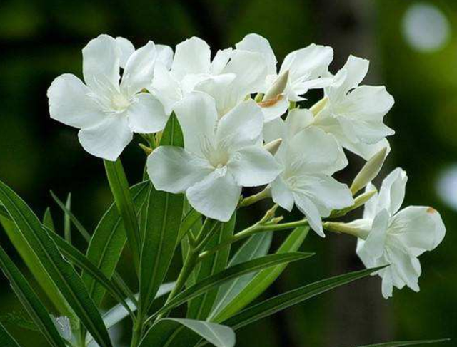 夹竹桃盆栽怎么养护？注意4点细节，花朵鲜艳花期长