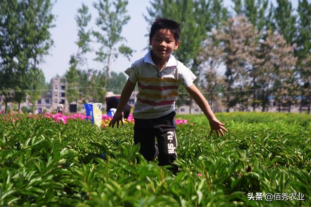 亳州农民深爱的5种作物，既是中药材又是观赏花卉，且收入可观