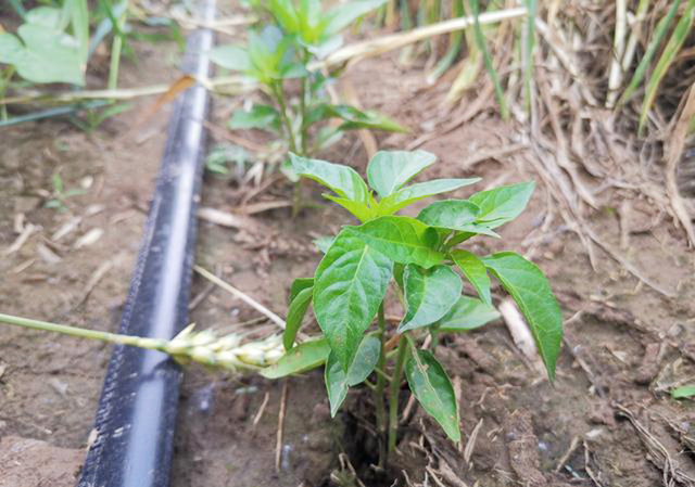 辣椒栽种20天后根系不发达、长势差，啥原因？如何促进快速生根？