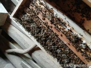 中华蜜蜂养殖视频(中华蜜蜂人工培育蜂王就三个步骤，详细分析就简单了)