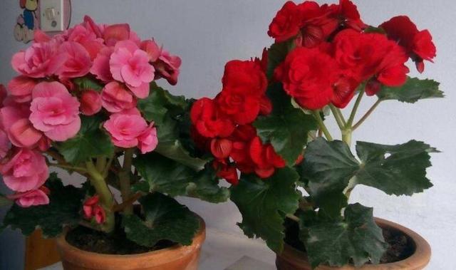 养丽格海棠，这4个“养护细节”别忽略，花苞多，一年四季开花！