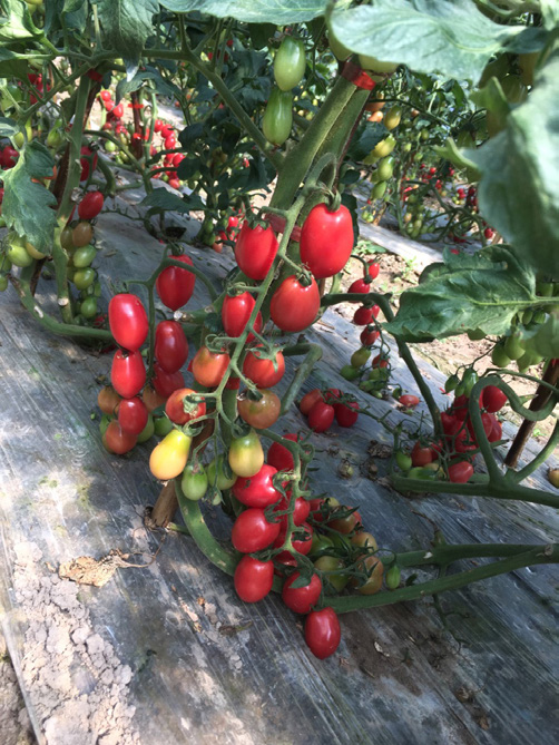 樱桃番茄浙樱粉 1 号与千禧早晚搭配种植，延长番茄供应期
