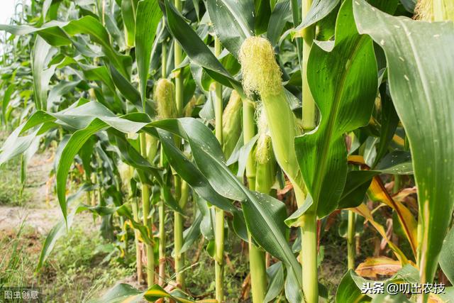 高产甜玉米的栽培技术，做好这几个步骤，就可以高收成