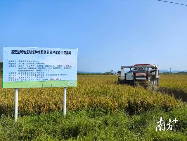 耐盐新稻种增产37%！惠州盐碱地种植水稻再获新进展