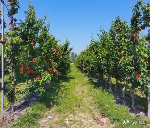 秋月梨在豫东地区的引种表现及栽培技术