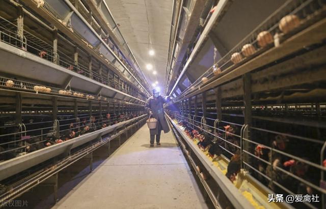 靠规模化盈利的蛋鸡养殖能走多远？
