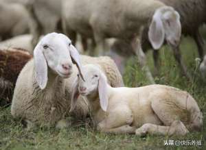 萨福克羊养殖(新手养羊一定要远离炒种，选择适合自己养殖的品种)