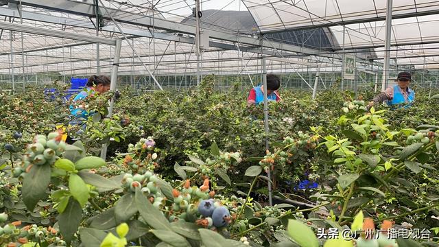 广州：实现蓝莓自由！这里600多亩蓝莓基地迎丰收