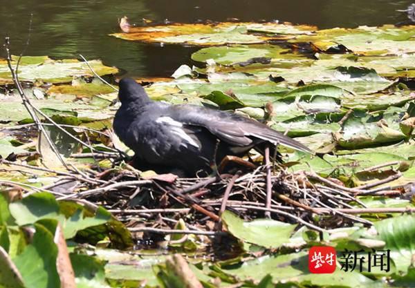 “黑水鸡” 在南京东郊风景区燕雀湖育雏