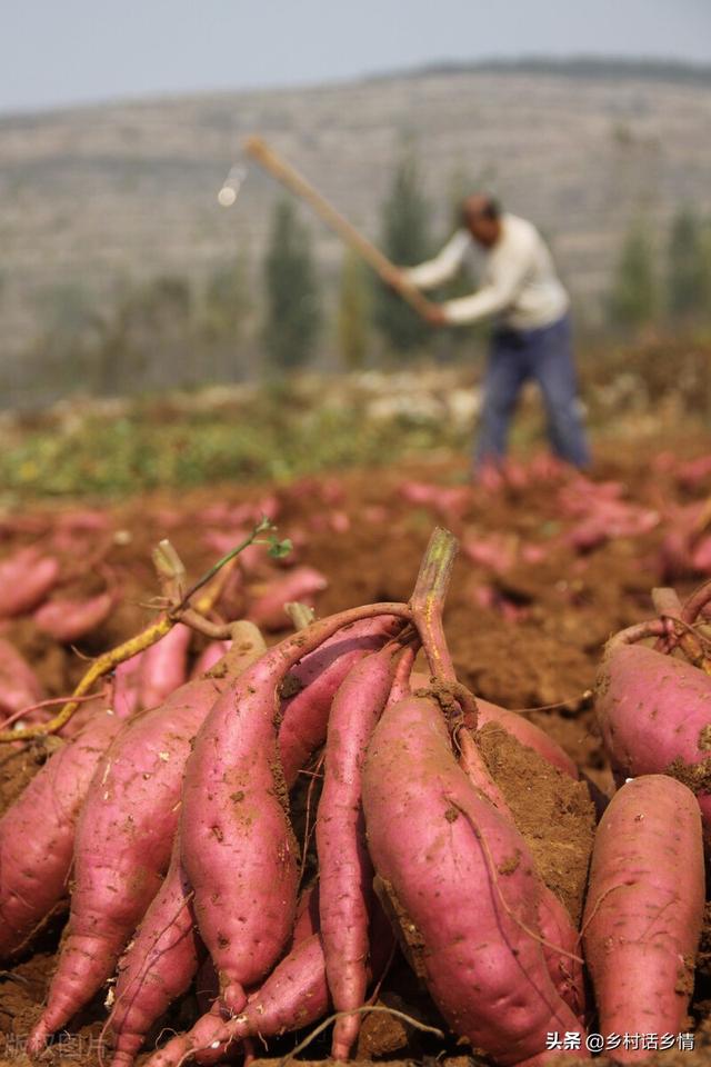 老爸种红薯常用四招，斜栽、摘心、灌缝和喷施，谁掌握谁受益
