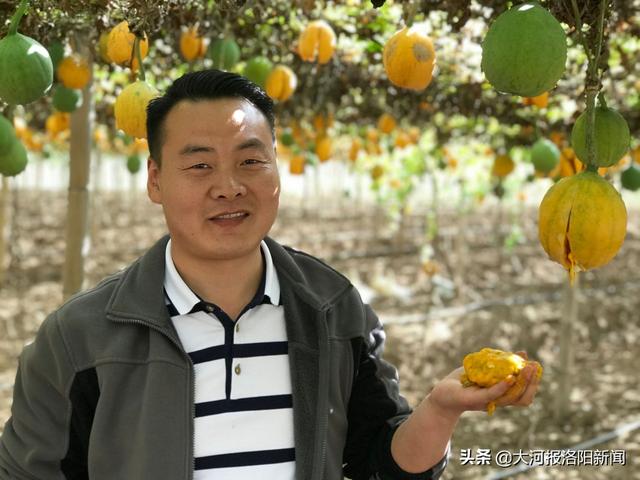 河南洛阳：32岁男子放弃上海30万年薪，回家乡种700多亩瓜蒌，有人说傻