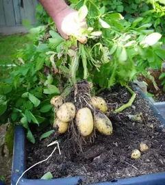 土豆发芽别扔，教你简单种植土豆！人人都能种