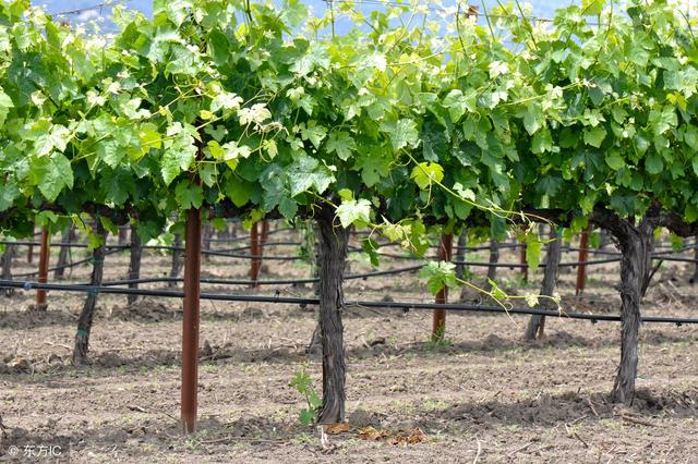 想栽种几亩葡萄，一亩地可以种多少株葡萄？是不是栽得越密越好